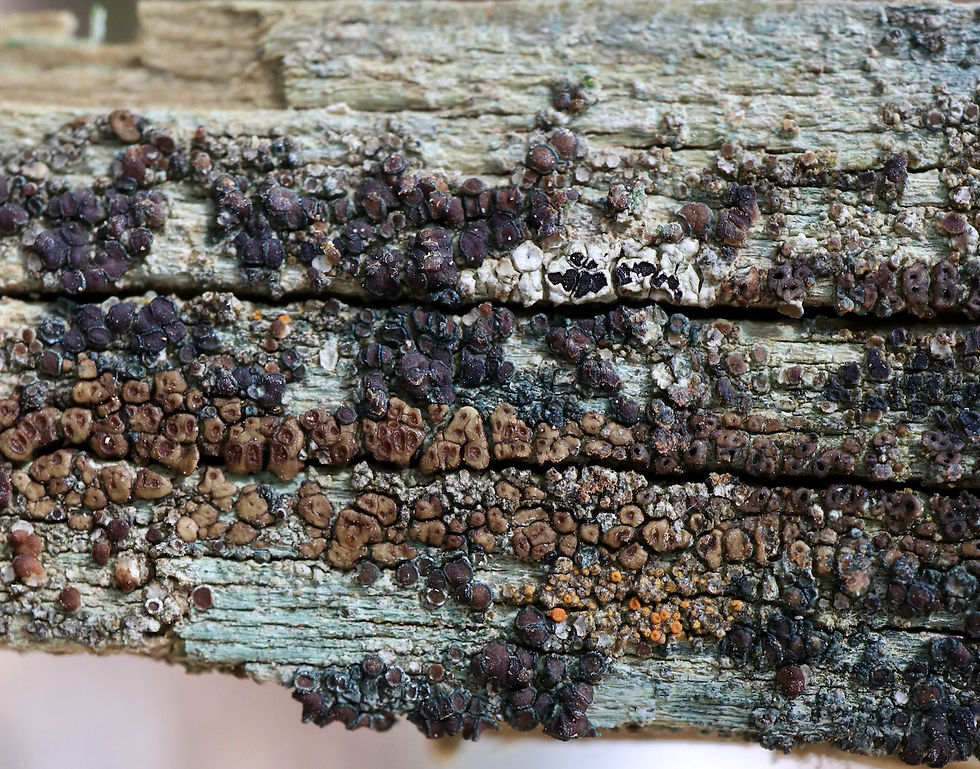 Acarospora similis