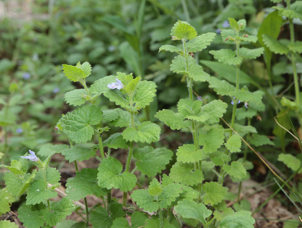 Glechoma hederacea