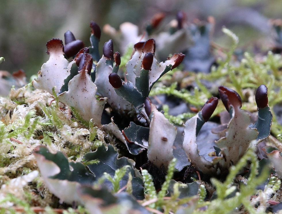 Peltigera neckeri