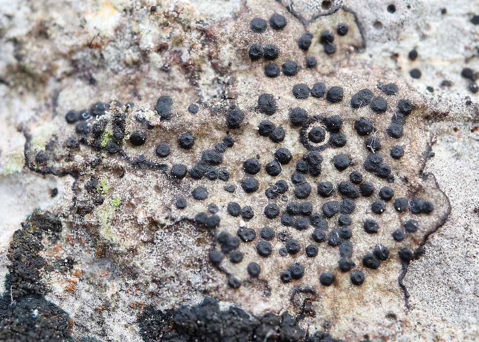 Parabagliettoa dufourii