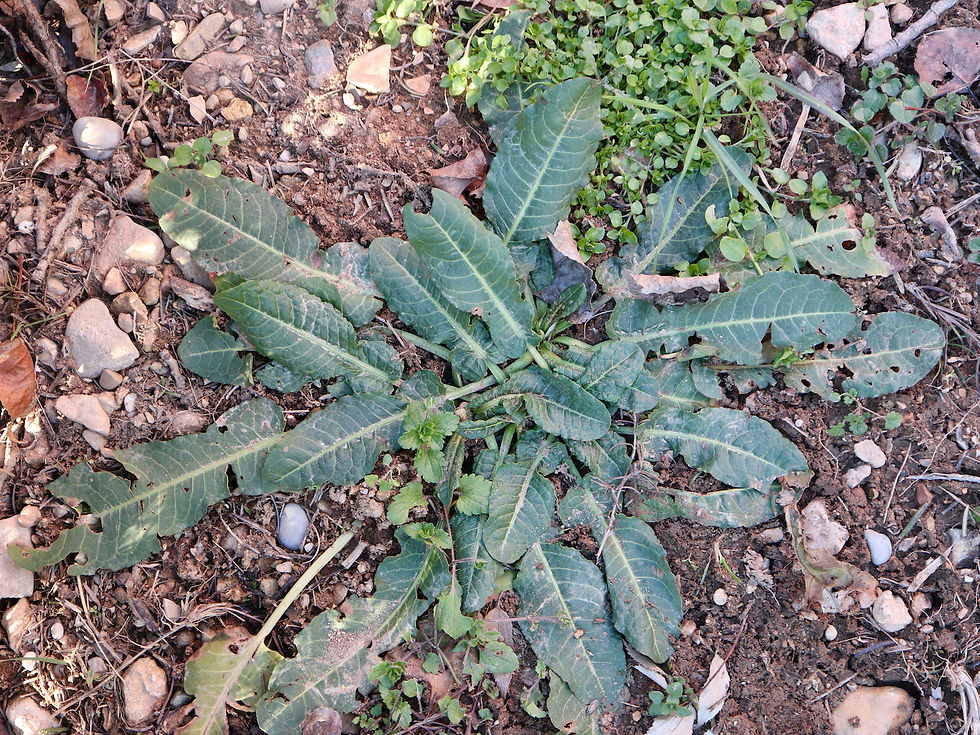 Rumex pulcher