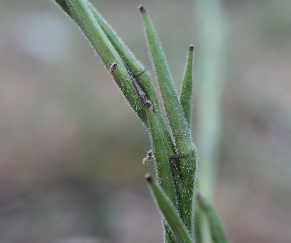 Hirschfeldia incana