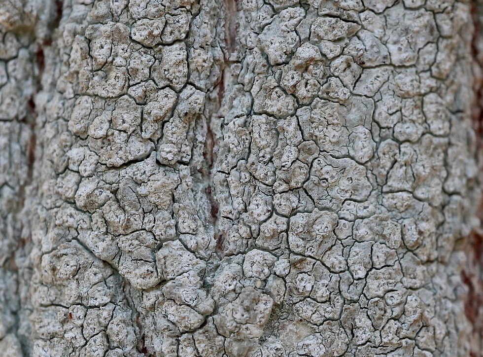 Phlyctis agelaea Fraxinus