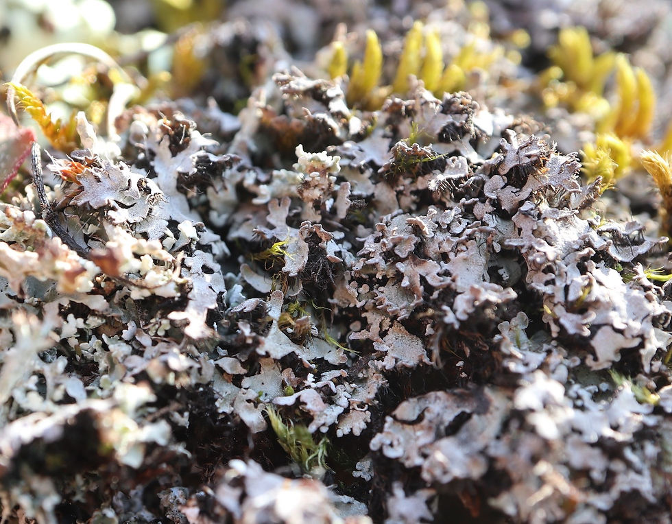 Physconia muscigena