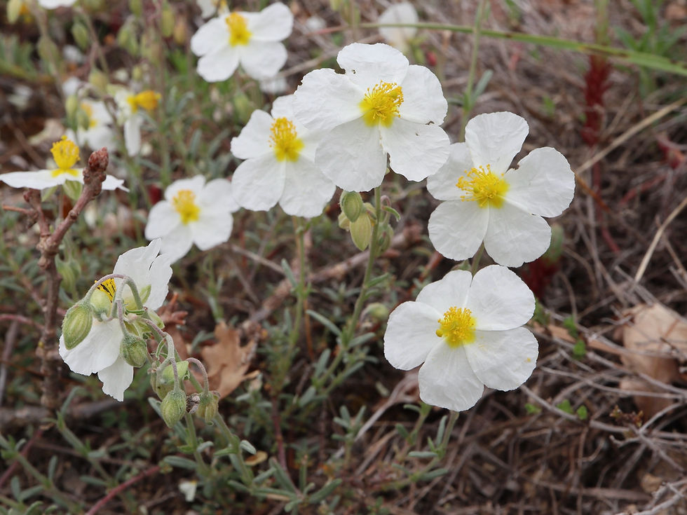 Helianthemum apenninum