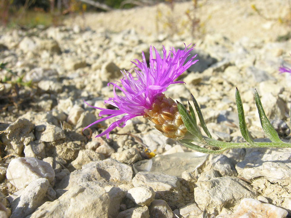 Centaurea jacea subsp. timbalii