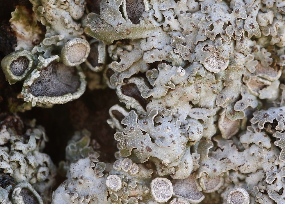 Physconia distorta var. subvenusta Tilia