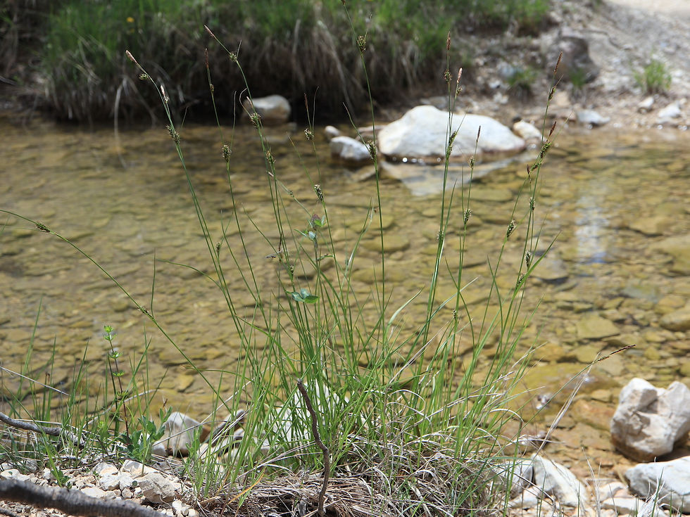 Carex distans