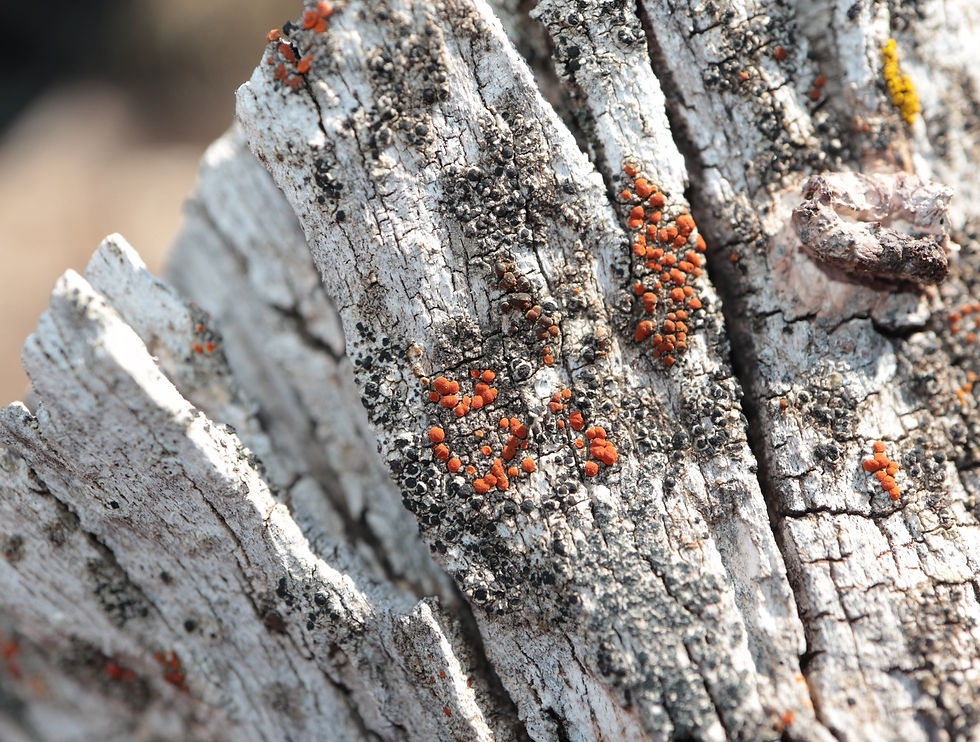 Buellia iberica lignicole quercus