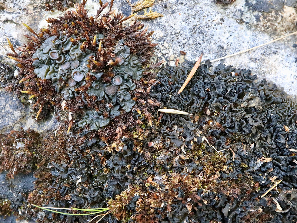Enchylium tenax var. vulgare