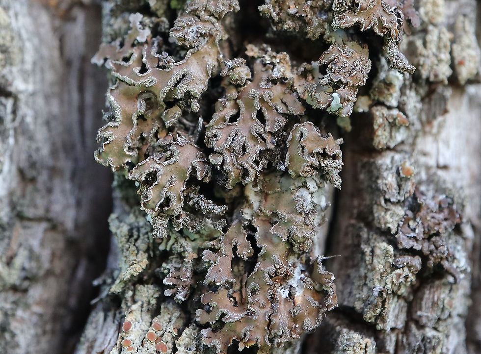 Physconia enteroxantha Quercus