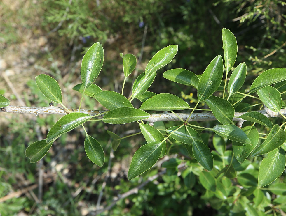 Pyrus communis ... introgressé