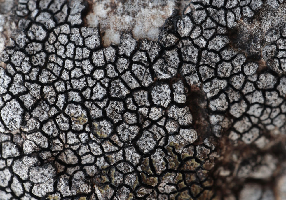 Placopyrenium fuscellum