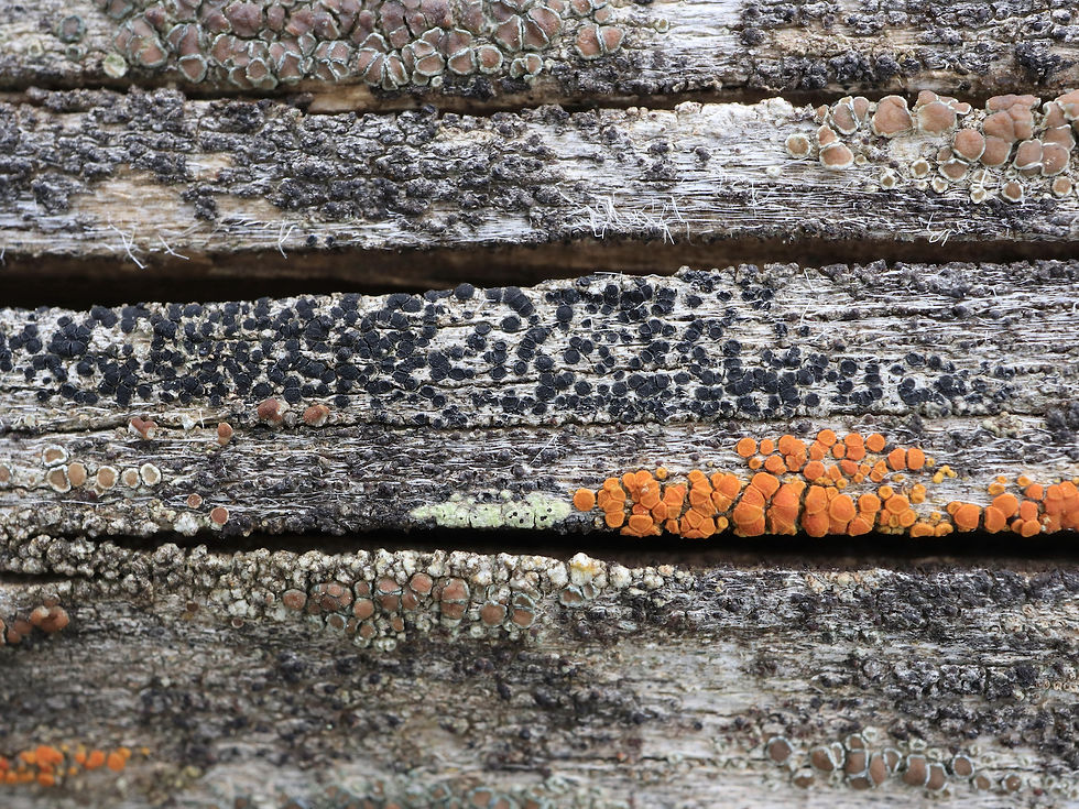 Amandinea punctata