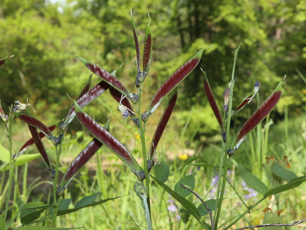 Lathyrus vernus