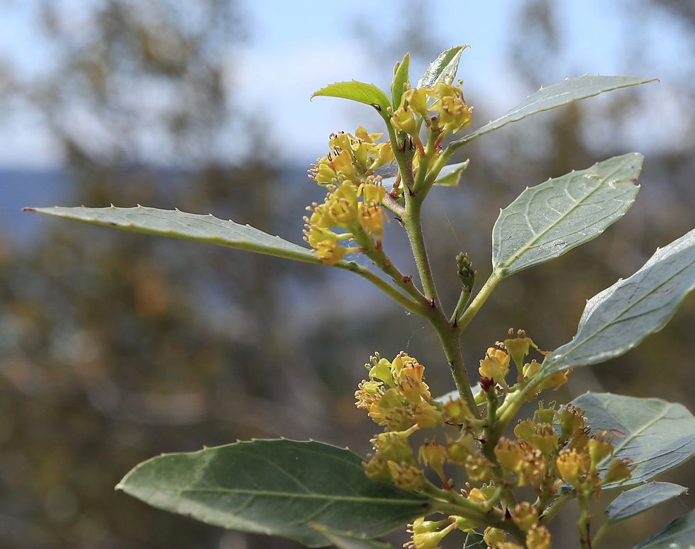 Rhamnus alaternus