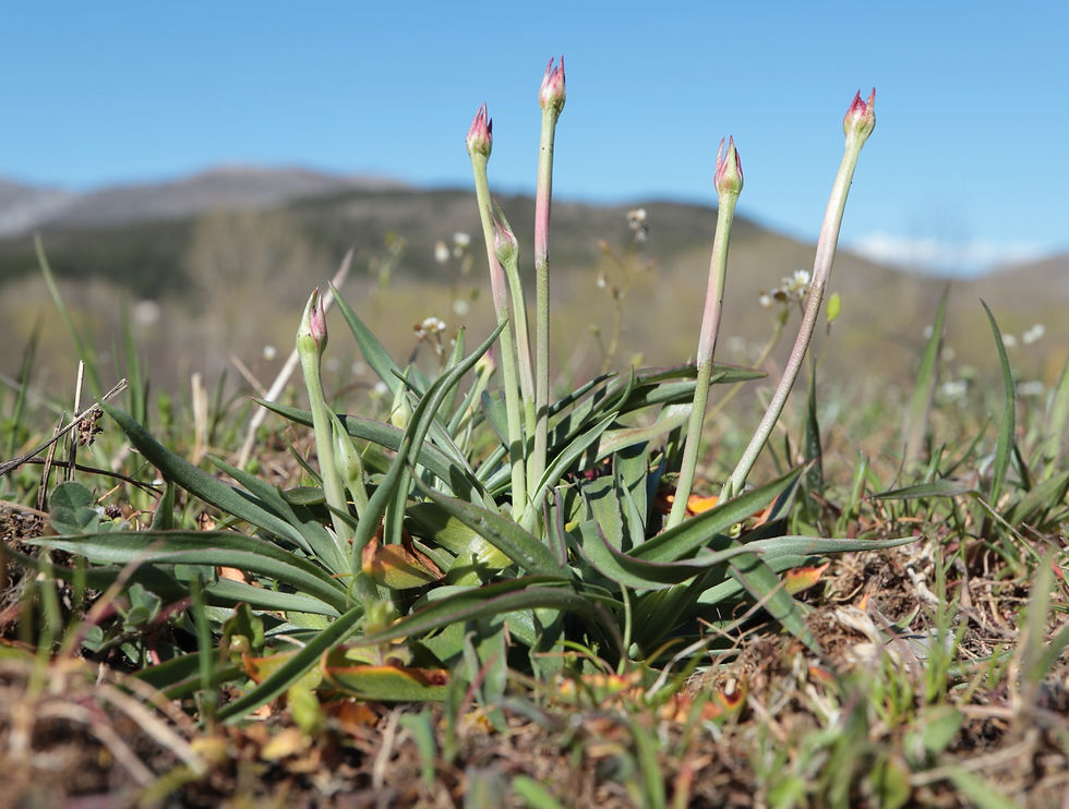 Armeria arenaria subsp. bupleuroides