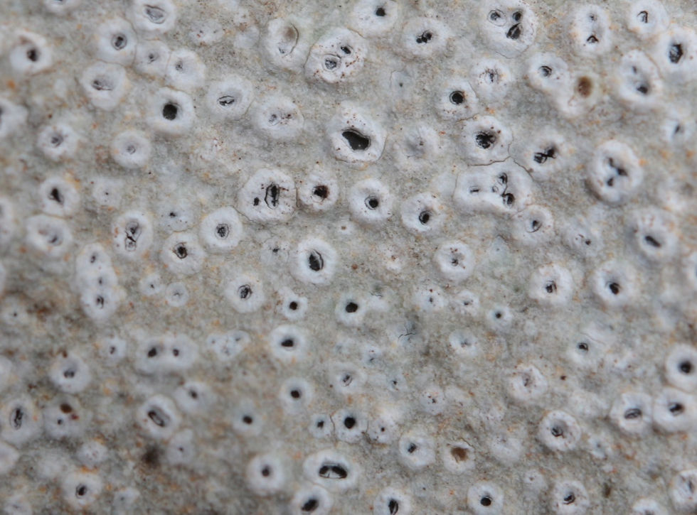 Aspicilia coronata