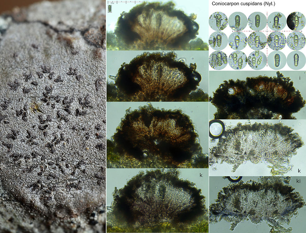 Coniocarpon cuspidans Alnus
