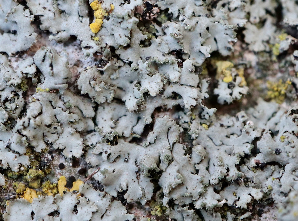 Phaeophyscia hirsuta