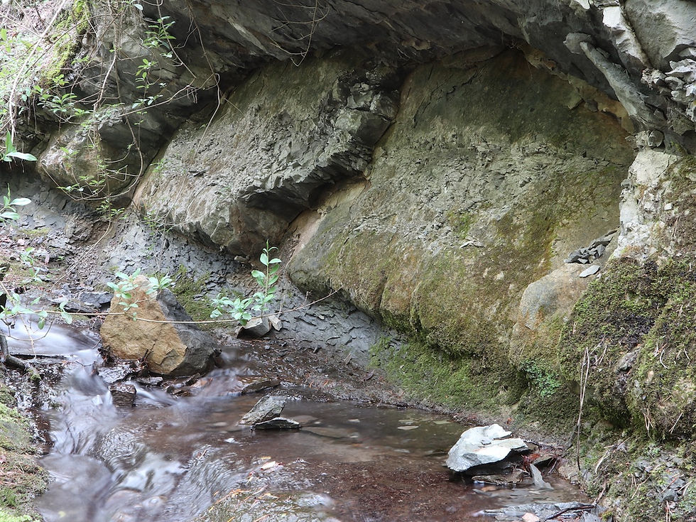 Seligeria calcarea