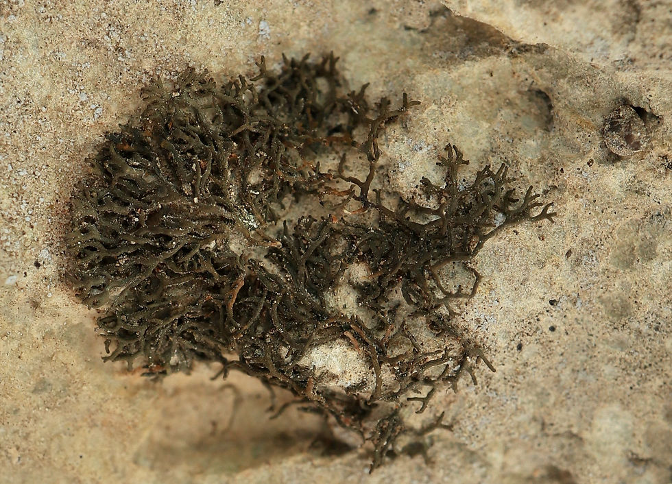 Scytinium massiliense