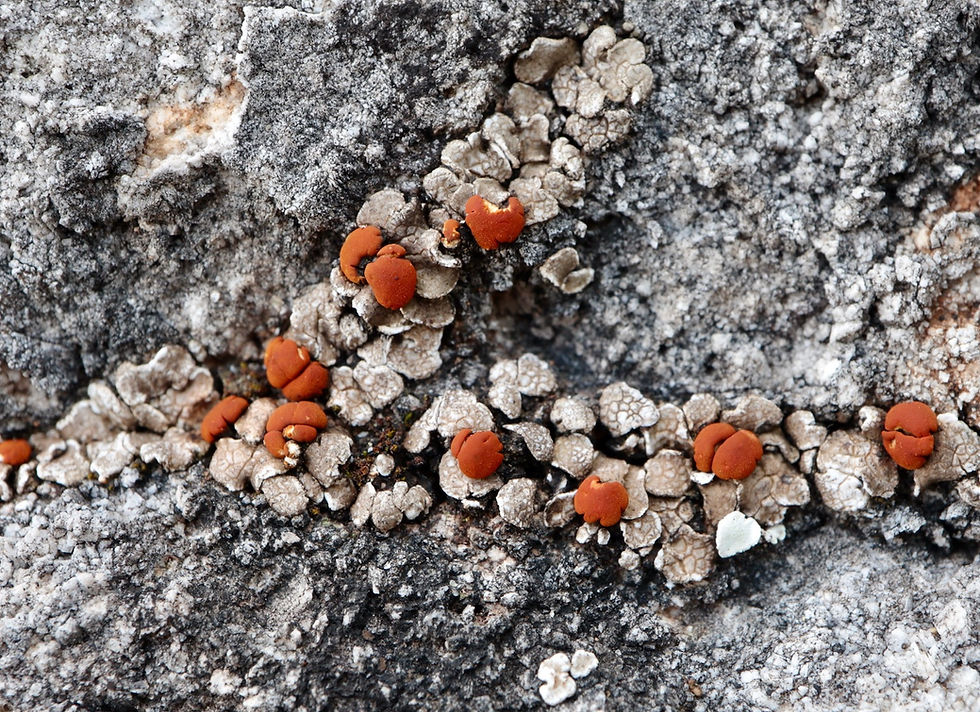 Psora testacea