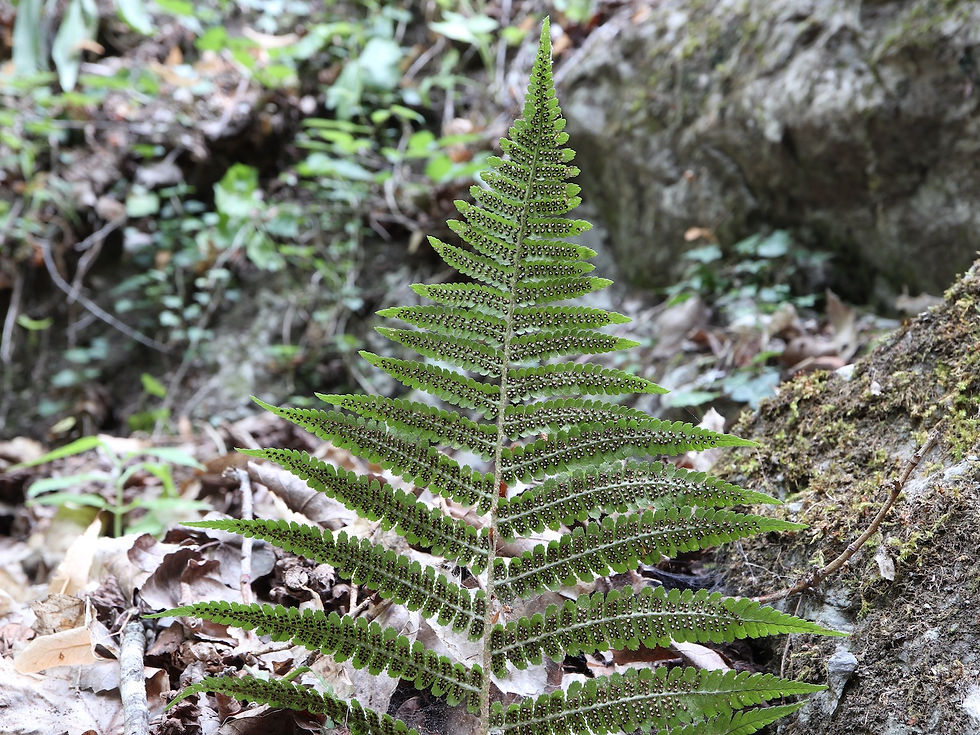 Dryopteris filix-mas