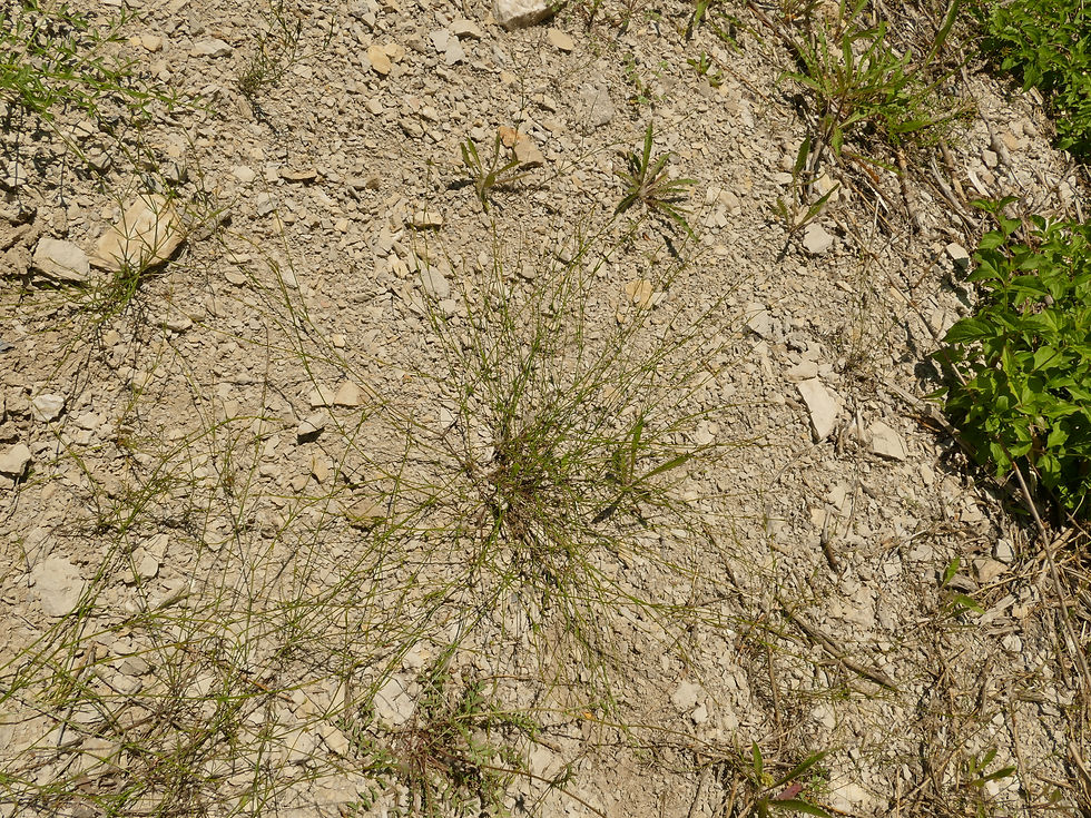 Bufonia tenuifolia