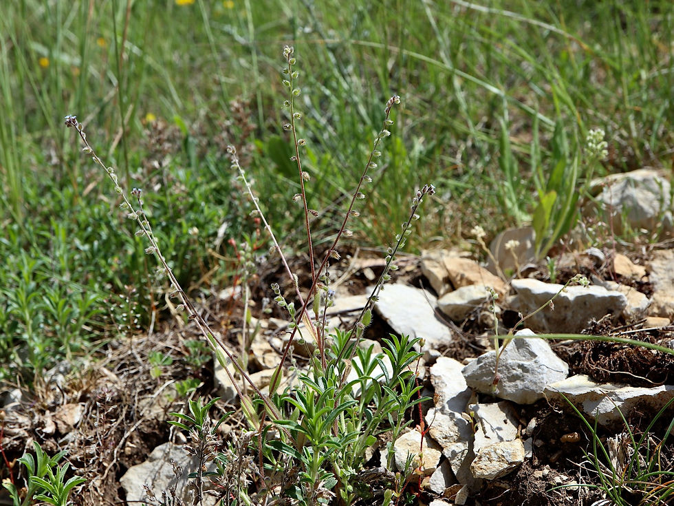 Myosotis ramosissima