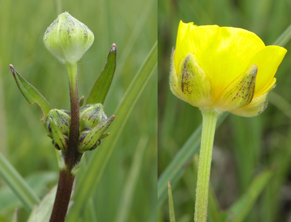 Ranunculus repens