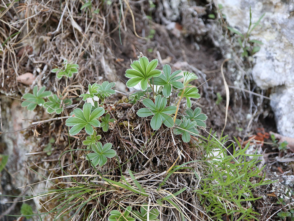 Alchemilla saxatilis