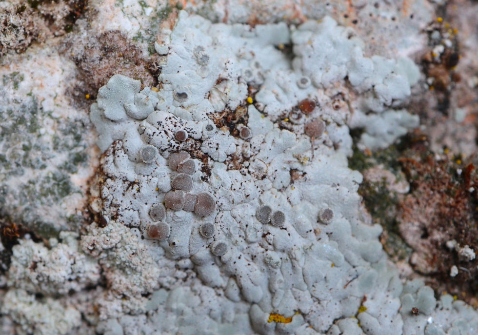 Solenopsora candicans