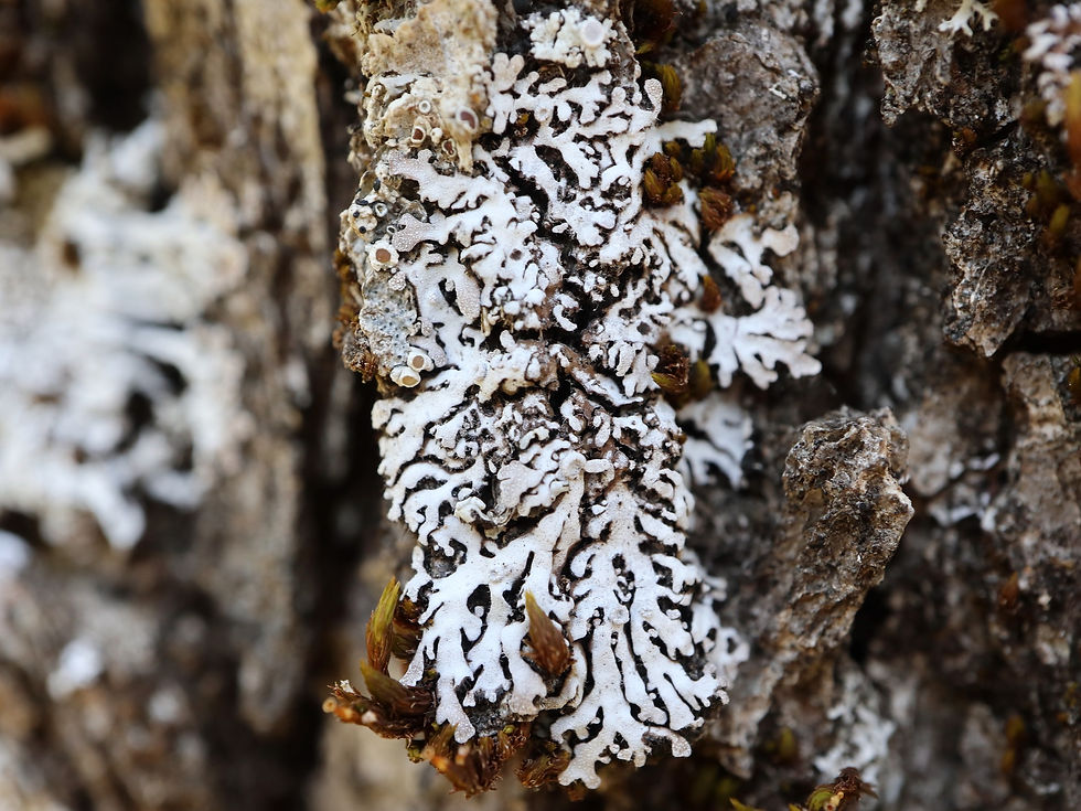Physconia servitii Quercus