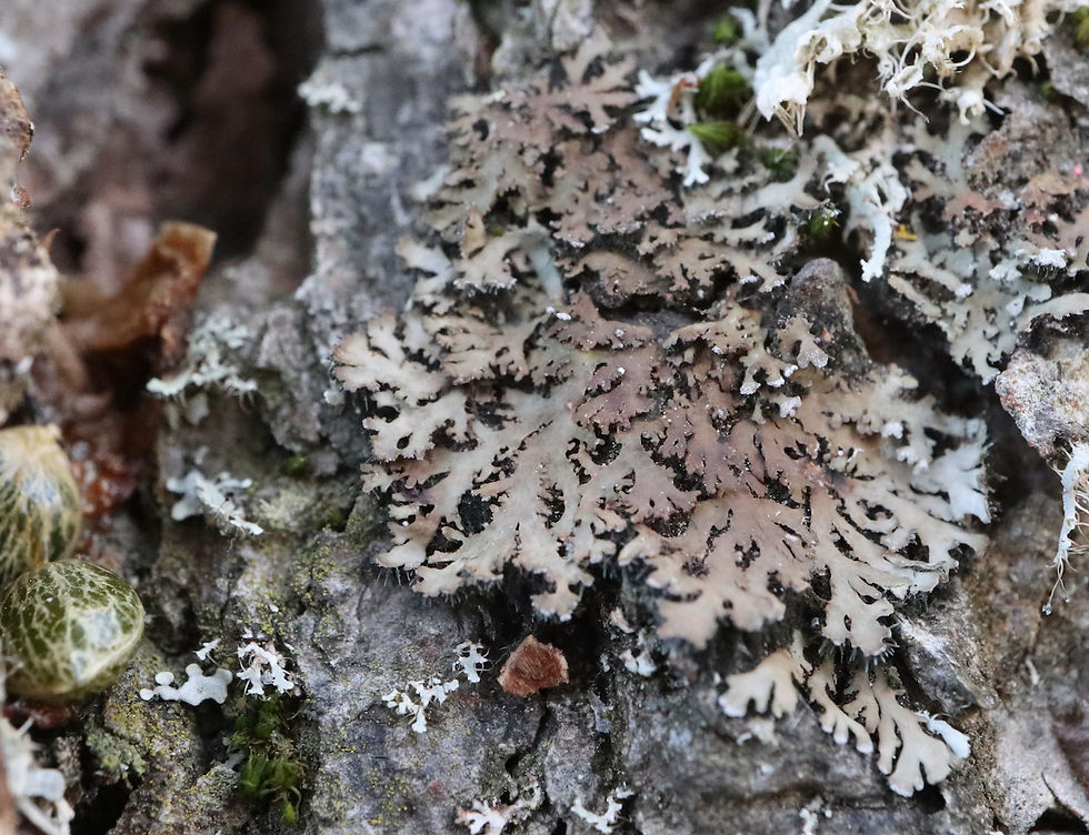 Physconia perisidiosa Pinus