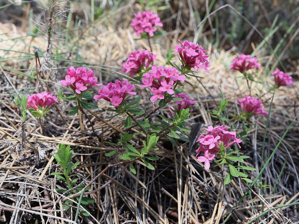 Daphne cneorum