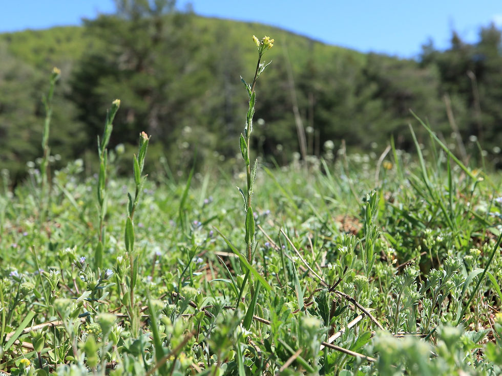 Camelina sativa subsp. microcarpa