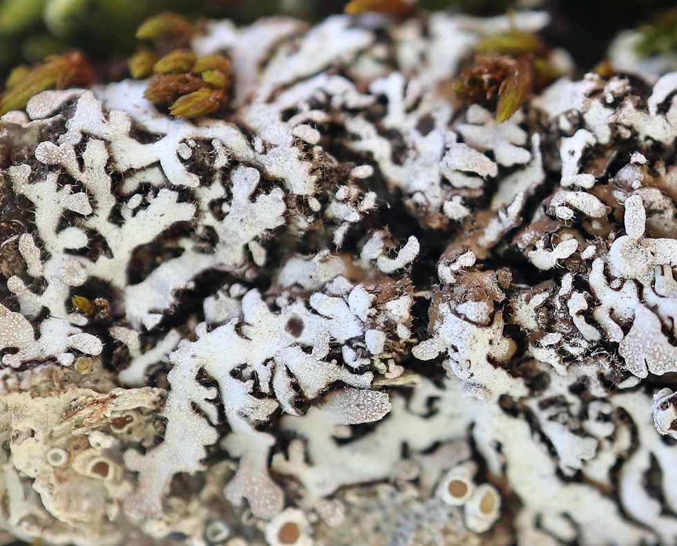 Physconia servitii Quercus