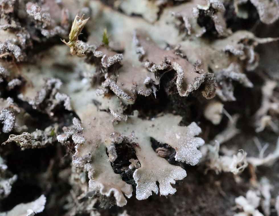 Physconia perisidiosa Pinus