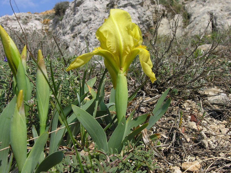 Iris lutescens