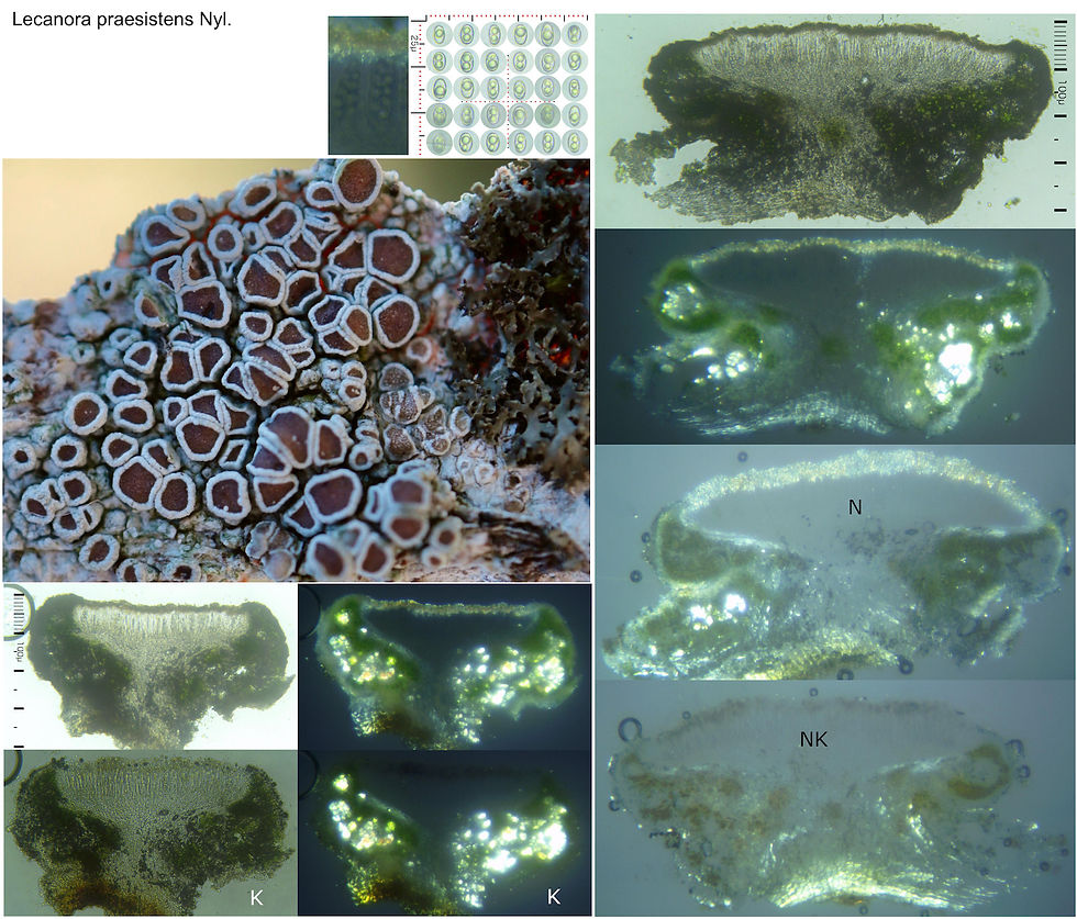 Lecanora praesistens