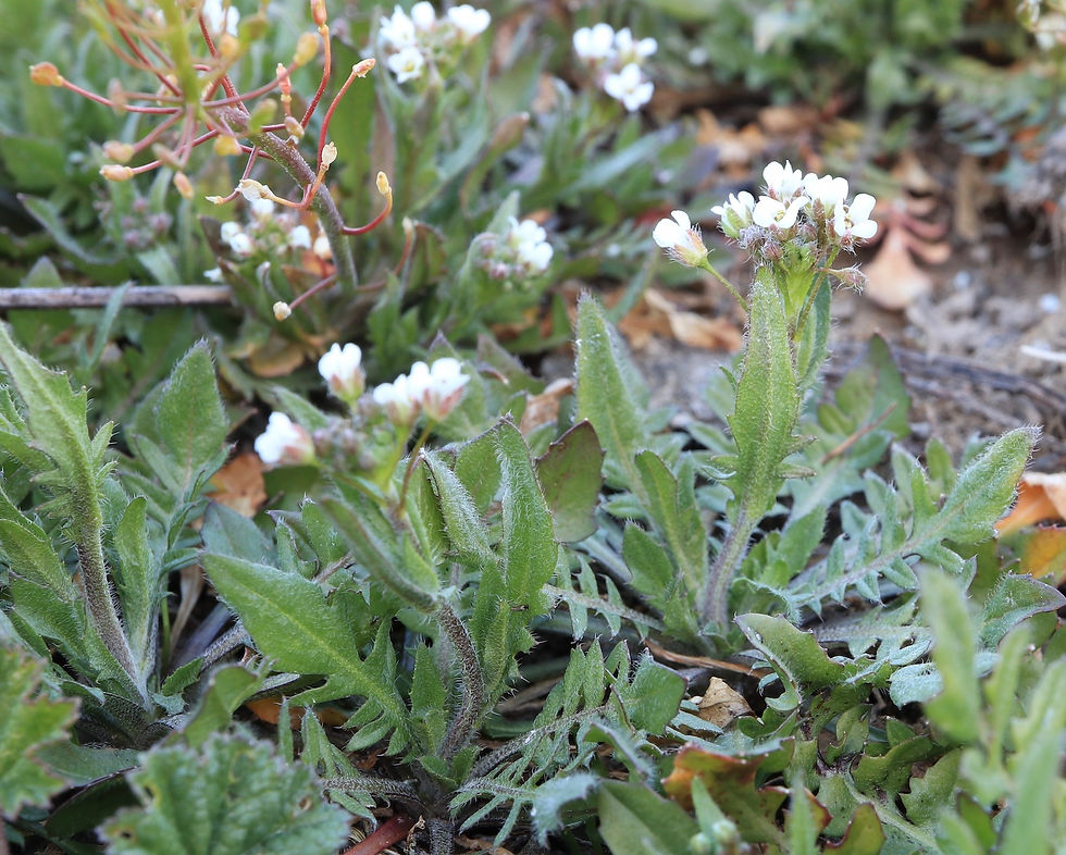 Capsella bursa-pastoris