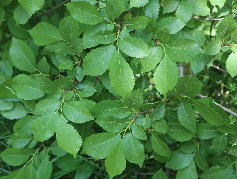 Ulmus minor
