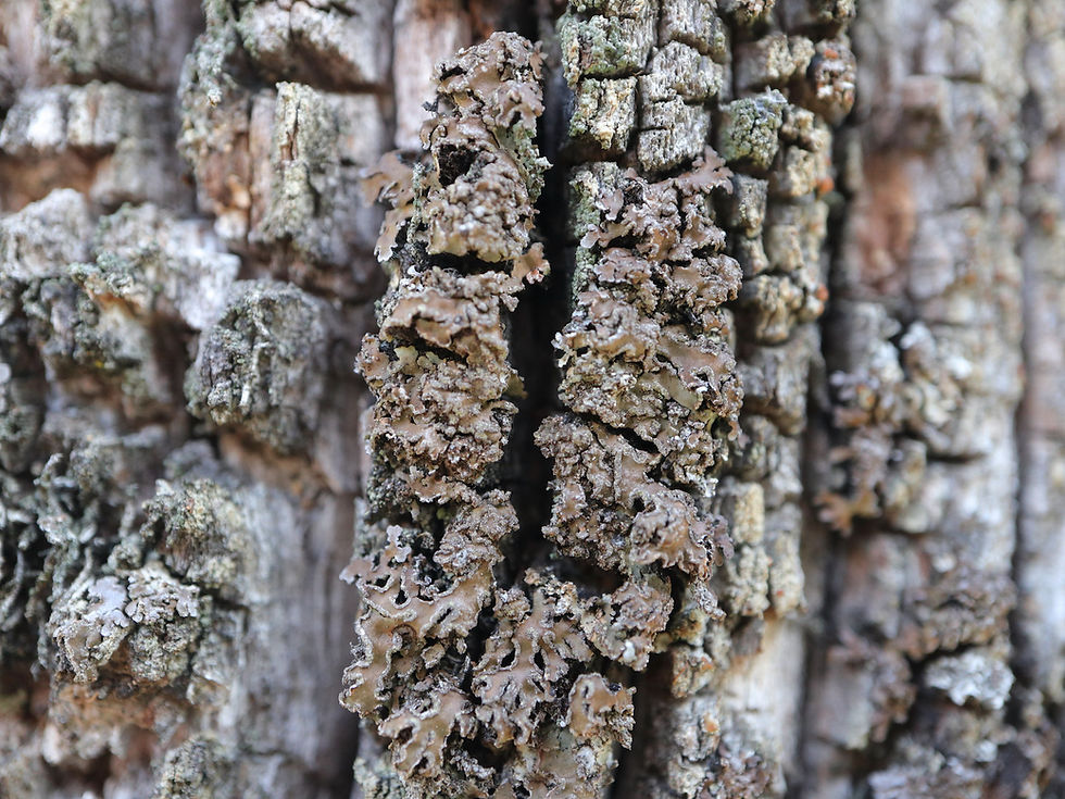 Physconia enteroxantha Quercus