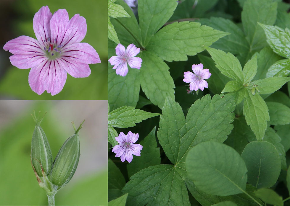 Geranium nodosum