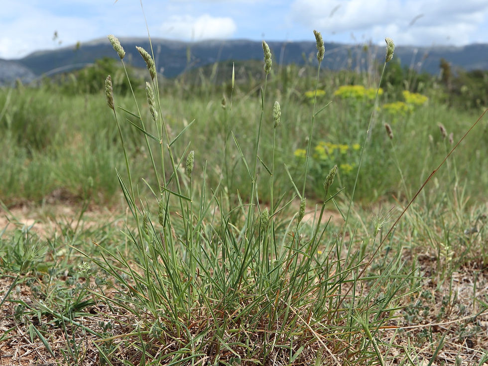 Dactylis glomerata subsp. hispanica