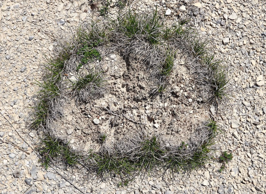 Carex humilis