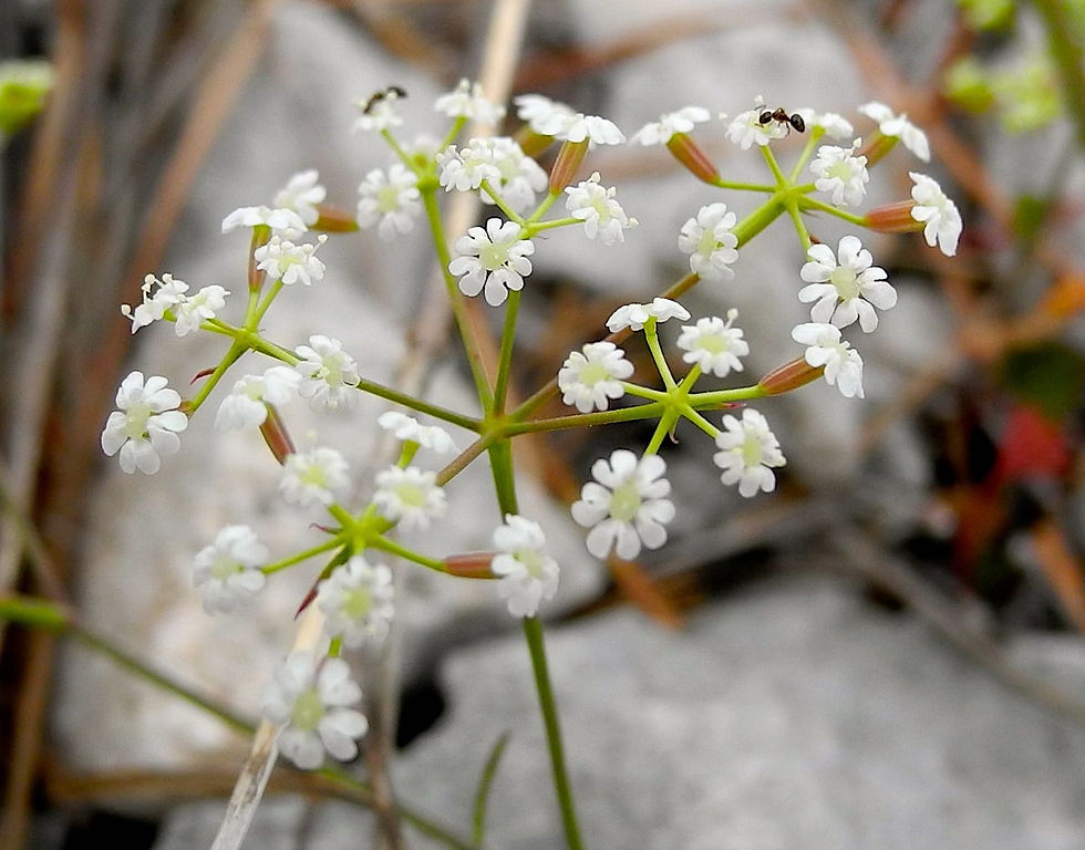 Ptychotis saxifraga