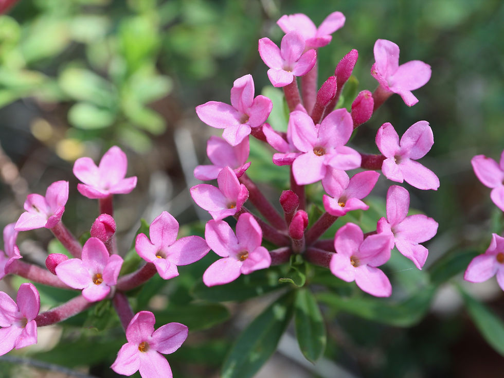 Daphne cneorum