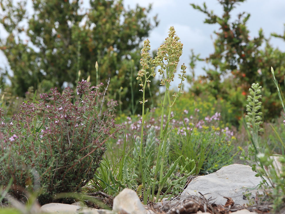 Rumex intermedius